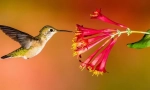 20 Nevjerojatnih činjenica o hummingbirds